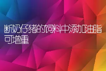 断奶仔猪的饲料中添加油脂可增重