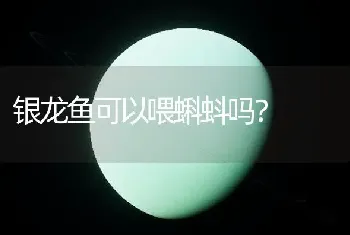 银龙鱼可以喂蝌蚪吗？