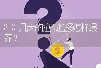 30几天的拉布拉多怎样喂养？