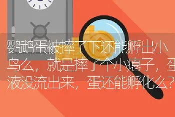 鹦鹉蛋被摔了下还能孵出小鸟么，就是摔了个小瘪子