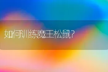 如何训练魔王松鼠？