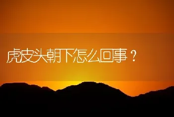 虎皮头朝下怎么回事？