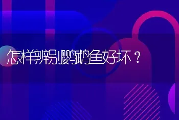 怎样辨别鹦鹉鱼好坏？