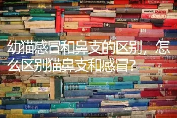 幼猫感冒和鼻支的区别，怎么区别猫鼻支和感冒？