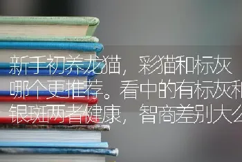 新手初养龙猫，彩猫和标灰哪个更推荐。看中的有标灰和银斑两者健康，智商差别大么？