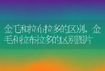 金毛和拉布拉多的区别，金毛和拉布拉多的区别图片