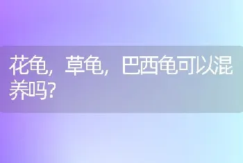 拉布拉多犬老啃拖鞋怎么办？