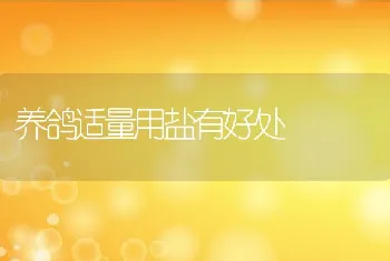 肉鹅快速高效育肥可降低饲养成本