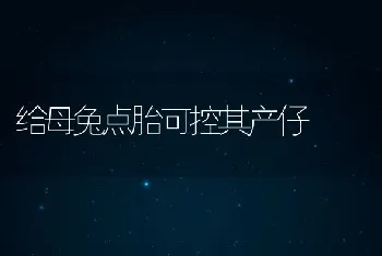 给母兔点胎可控其产仔