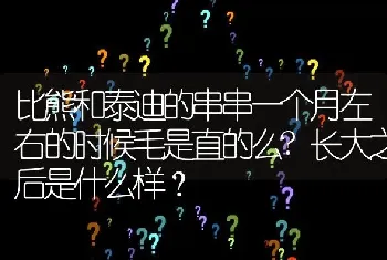 比熊和泰迪的串串一个月左右的时候毛是直的么?长大之后是什么样？