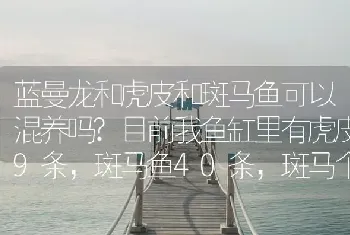 蓝曼龙和虎皮和斑马鱼可以混养吗？目前我鱼缸里有虎皮9条，斑马鱼40条