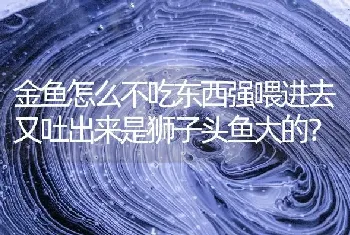 金鱼怎么不吃东西强喂进去又吐出来是狮子头鱼大的？