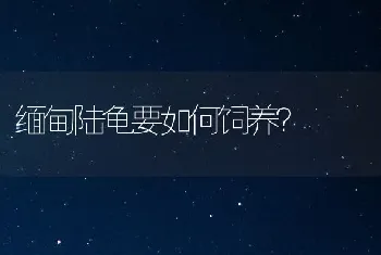 缅甸陆龟要如何饲养？