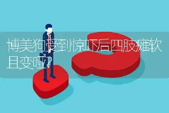 博美狗受到惊吓后四肢瘫软且变哑？