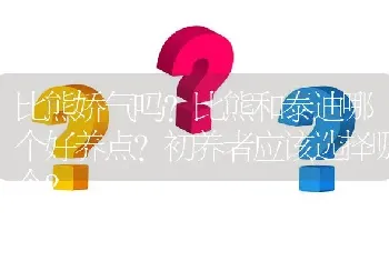 比熊娇气吗？比熊和泰迪哪个好养点？初养者应该选择哪个？