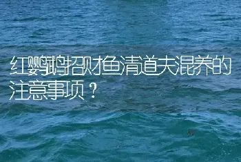 红鹦鹉招财鱼清道夫混养的注意事项？