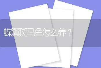 蝶翼斑马鱼怎么养？