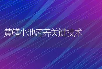 黄鳝小池密养关键技术