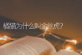 橘猫为什么叫金丝虎？