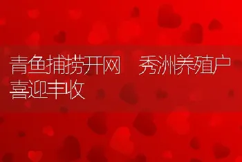 青鱼捕捞开网 秀洲养殖户喜迎丰收