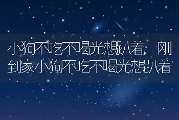 小狗不吃不喝光想趴着，刚到家小狗不吃不喝光想趴着