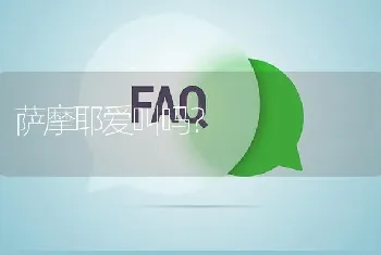 萨摩耶爱叫吗？