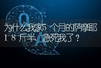 为什么我家5个月的萨摩耶18斤半.急死我了？