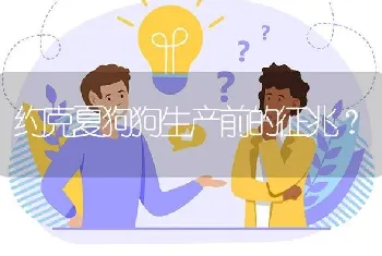 约克夏狗狗生产前的征兆？