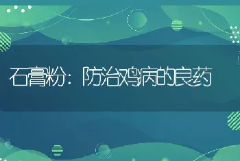 石膏粉：防治鸡病的良药