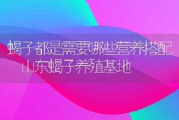 蝎子都是需要哪些营养搭配 山东蝎子养殖基地