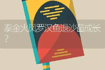 泰金火凤罗汉鱼退沙苗成长？