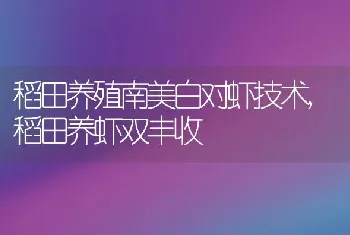 稻田养殖南美白对虾技术,稻田养虾双丰收