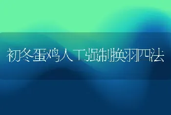 初冬蛋鸡人工强制换羽四法