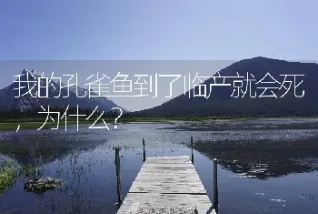 我的孔雀鱼到了临产就会死，为什么？