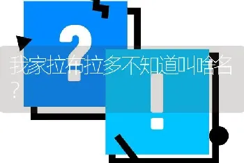 我家拉布拉多不知道叫啥名？