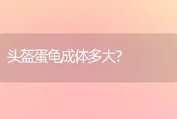 头盔蛋龟成体多大？