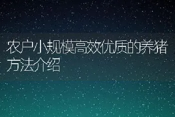 农户小规模高效优质的养猪方法介绍