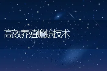 高效养殖蟾蜍技术