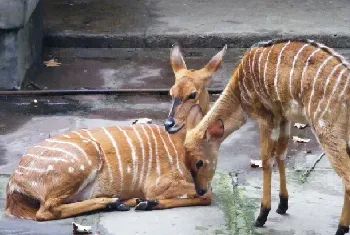 鹿胃肠炎