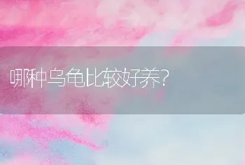 哪种乌龟比较好养？