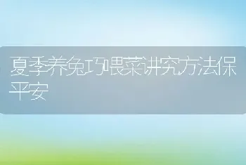 夏季养兔巧喂菜讲究方法保平安