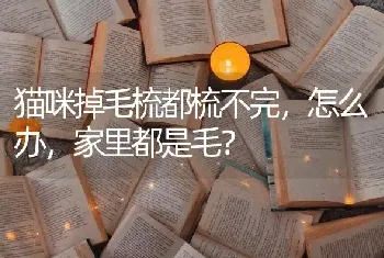 为什么我的金吉拉不爆毛？