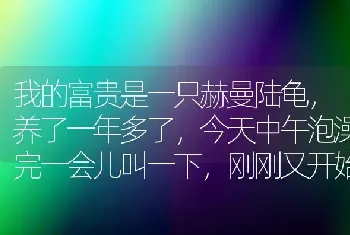 我的富贵是一只赫曼陆龟，养了一年多了，今天中午泡澡完一会儿叫一下，刚刚又开始了，以前从没有这情况？