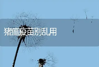 猪瘟疫苗别乱用