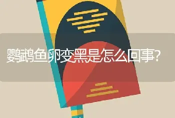 鹦鹉鱼卵变黑是怎么回事？