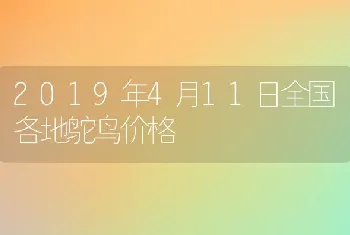 2019年4月11日全国各地鸵鸟价格