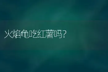 火焰龟吃红薯吗？