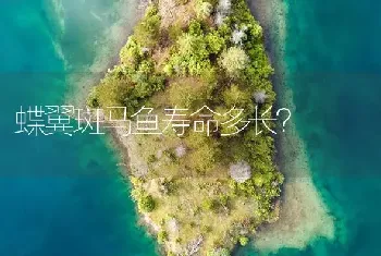 蝶翼斑马鱼寿命多长？