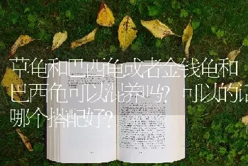 草龟和巴西龟或者金钱龟和巴西龟可以混养吗？可以的话哪个搭配好？