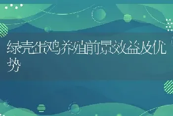 绿壳蛋鸡养殖前景效益及优势